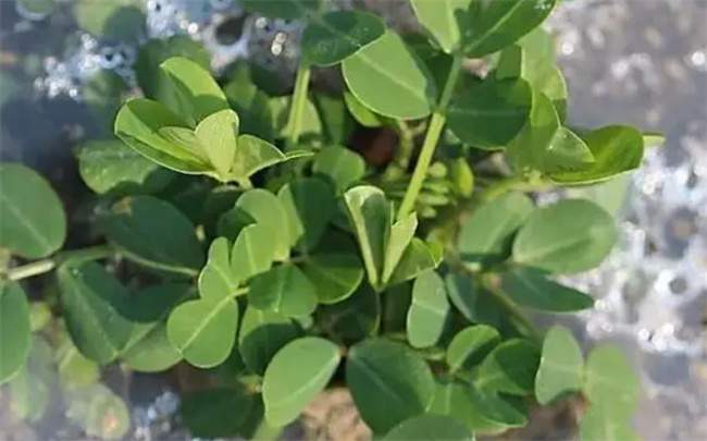 花生倒青是怎么回事 花生倒青是怎么回事