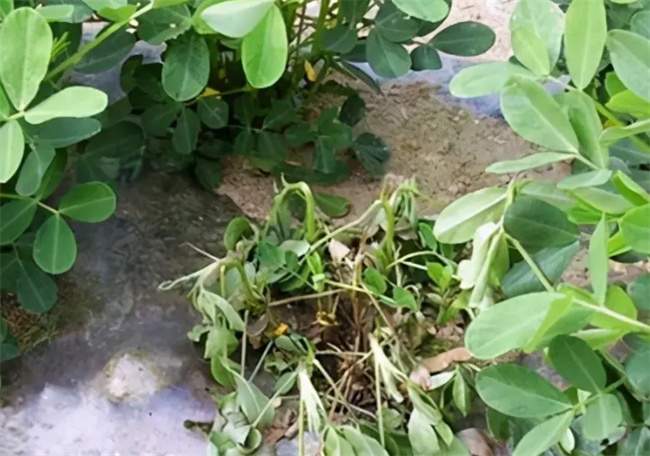 花生倒青是怎么回事 花生倒青是怎么回事